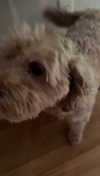 bellarenaldii Altpins Profile Picture