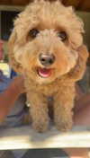 bellarenaldii Altpins Profile Picture