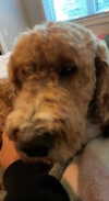 bellarenaldii Altpins Profile Picture