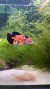 novahnovielli Altpins Profile Picture