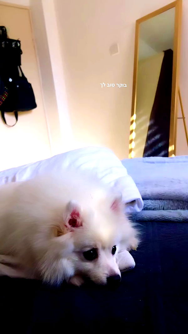 romy_ayalla_lavi archive video preview