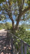 lital.oss Altpins Profile Picture
