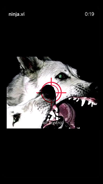 ninja.vi ninja.vi archive video