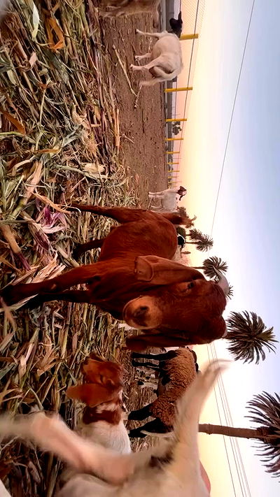 zommmbri zommmbri archive video