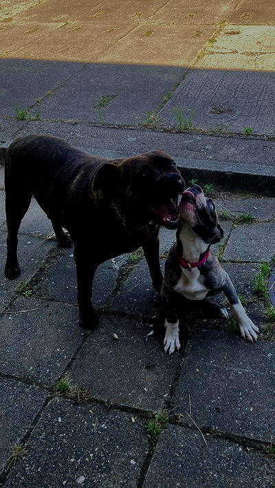 sina.njck sina.njck archive video