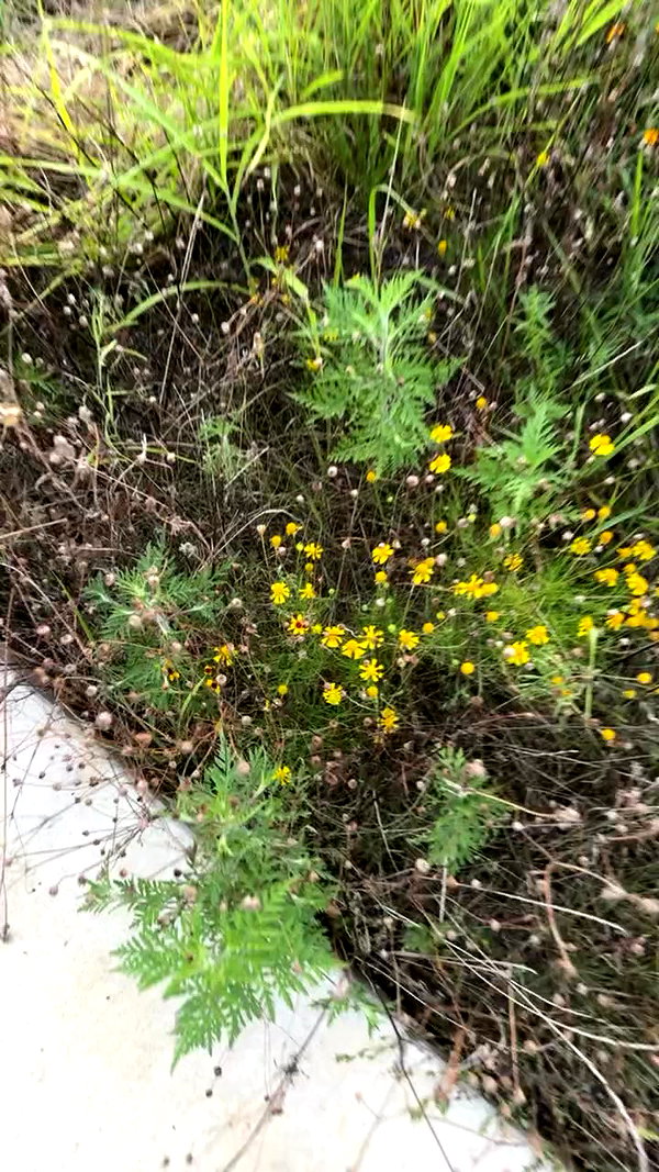 sarah.anne.dipity archive video preview