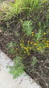 sarah.anne.dipity Altpins Profile Picture