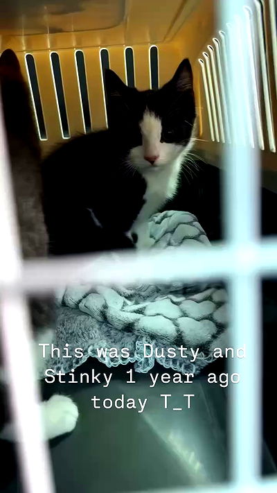 ratskeleton ratskeleton archive video