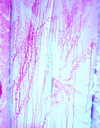 slayeas Altpins Profile Picture