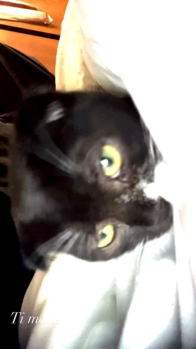 aekamee aekamee archive video