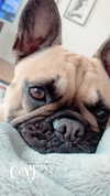 izzyyross__ Altpins Profile Picture