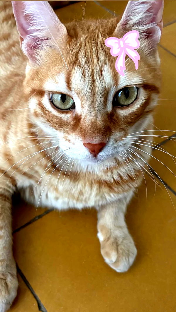 hellokittyangel666 archive video preview