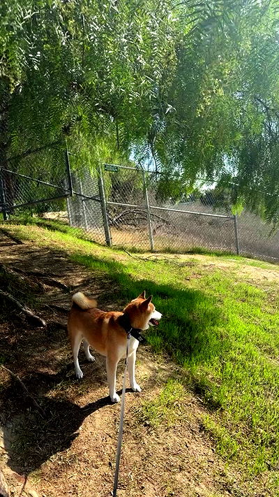 zommmbri zommmbri archive video