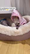 alinaaignatova Altpins Profile Picture