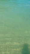 shirel.varol Altpins Profile Picture