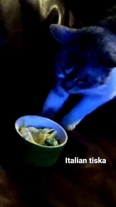 pinchchicken pinchchicken archive video