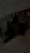 merveystar Altpins Profile Picture