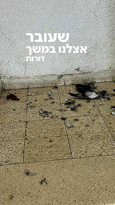 lila.garnik lila.garnik archive video