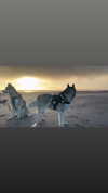 astarwbry_ Altpins Profile Picture