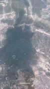ariannachiaravalle_ Altpins Profile Picture