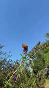 sarah.anne.dipity Altpins Profile Picture