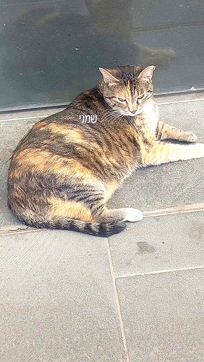 avital_1010.2003 avital_1010.2003 archive video