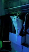 1kyle8_ Altpins Profile Picture