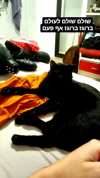 shayli_or shayli_or archive video