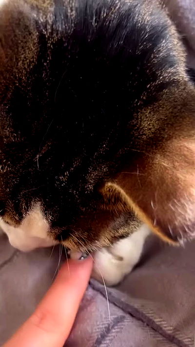 hellokittyangel666 hellokittyangel666 archive video