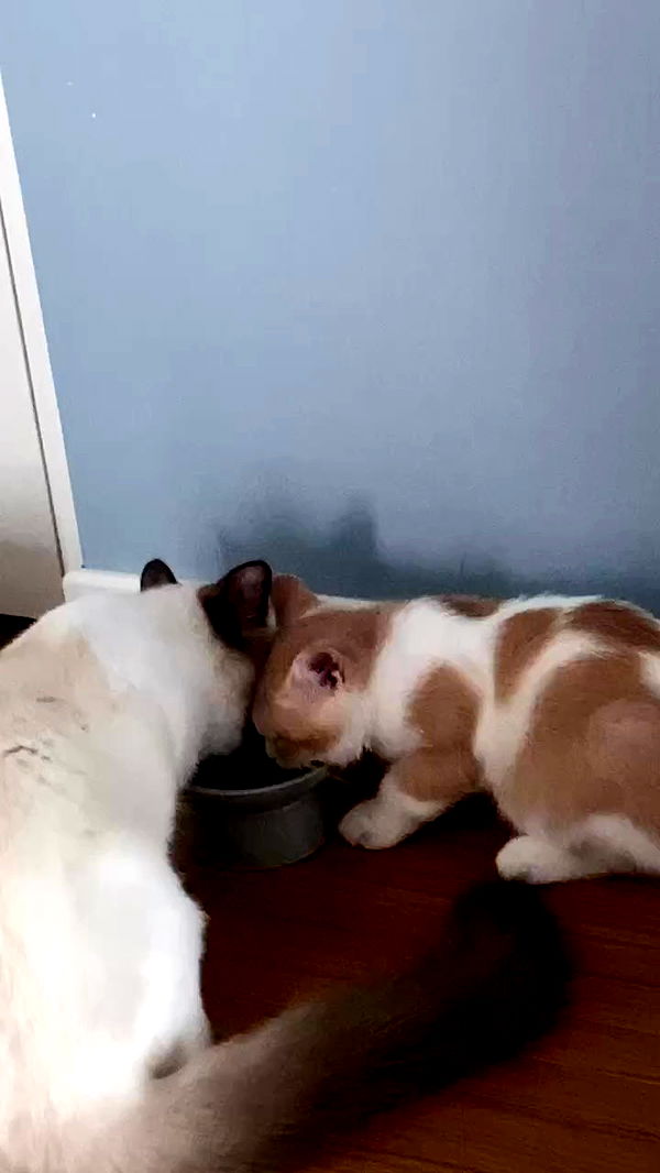 eliya.ho archive video preview