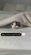 pixieonyxx Altpins Profile Picture