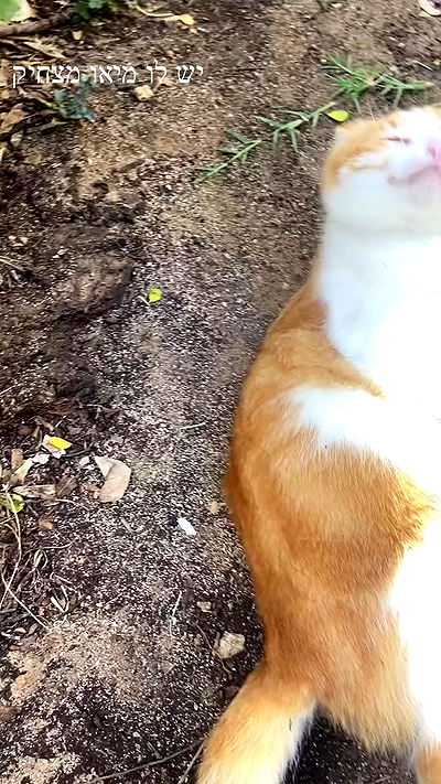 feelbetterinmysweater feelbetterinmysweater archive video