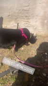 emmarose_xoxoxo Altpins Profile Picture