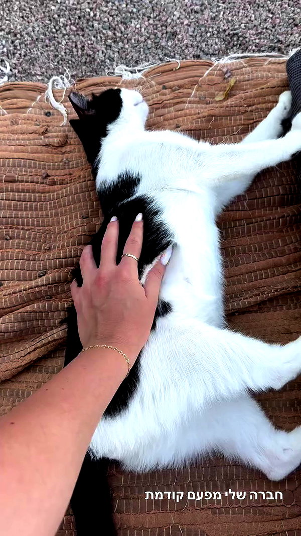 roni_ackerman archive video preview