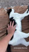 roni_ackerman Altpins Profile Picture