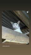 maayan191 Altpins Profile Picture