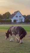 tooonytoony Altpins Profile Picture