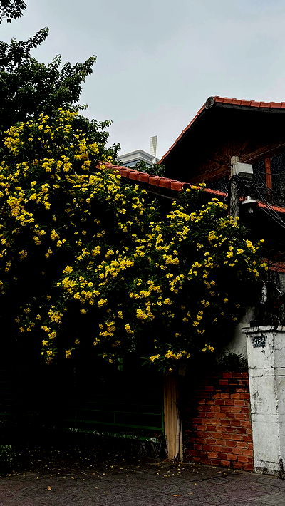 linnnh__h linnnh__h archive video