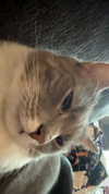charleygrayyy Altpins Profile Picture