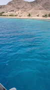 adel_oz2 Altpins Profile Picture