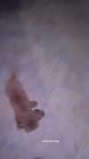 topaz_bn Altpins Profile Picture