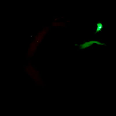 liad.arazi liad.arazi archive video