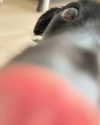 minttukorr Altpins Profile Picture