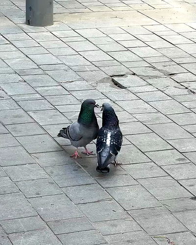 iambohema.v2 iambohema.v2 archive video