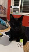 yahel.fx Altpins Profile Picture