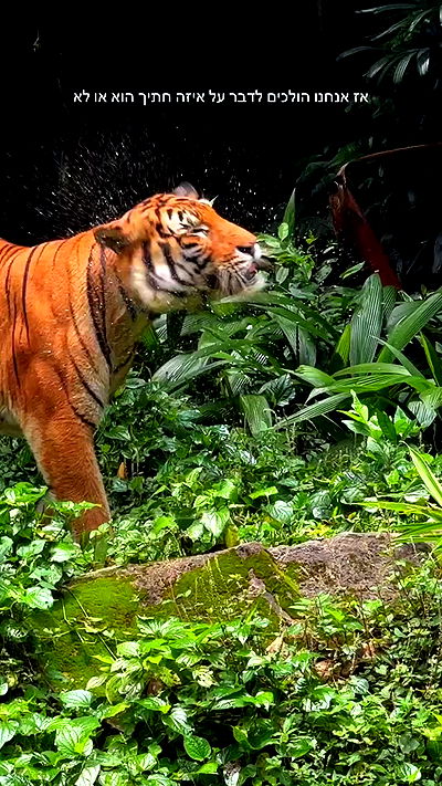 itsilanosh itsilanosh archive video