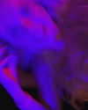 elliebluegregoria Altpins Profile Picture