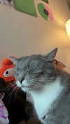 charleygrayyy Altpins Profile Picture