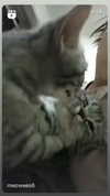 hellowkitty4ever Altpins Profile Picture