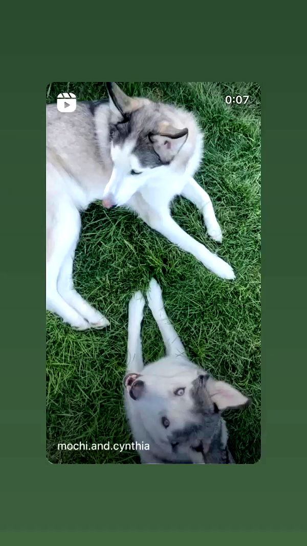 _animechika_ archive video preview